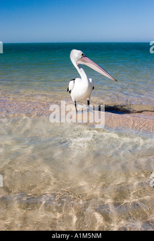 Pelikan am Monkey Mia Beach, Western Australia, Australien Stockfoto