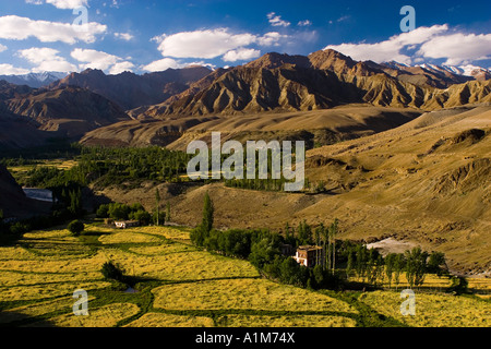 Felder in den Tälern in der Nähe von Alchi, Ladakh, Indien Stockfoto