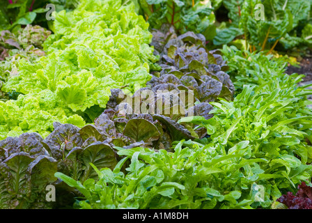 Kontrastfarben von Salat verwendet als dekorative Garten Grenze Stockfoto