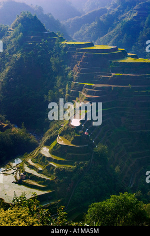 Reisterrassen von Banaue, Insel Luzon, Philippinen Stockfoto