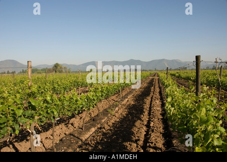 Chile Wein Land Weinberge am Undurraga Weingut Vina Undurraga in der Nähe von Santiago Stockfoto