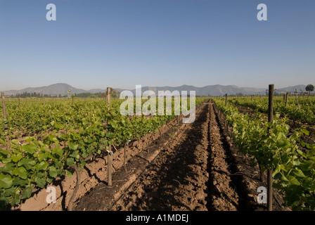 Chile Wein Land Weinberge am Undurraga Weingut Vina Undurraga in der Nähe von Santiago Stockfoto