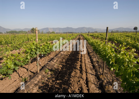 Chile Wein Land Weinberge am Undurraga Weingut Vina Undurraga in der Nähe von Santiago Stockfoto