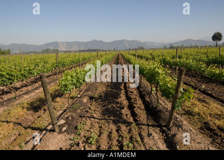 Chile Wein Land Weinberge am Undurraga Vina Undurraga in der Nähe von Santiago Stockfoto