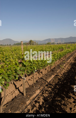 Chile Wein Land Weinberge am Undurraga Weingut Vina Undurraga in der Nähe von Santiago Stockfoto