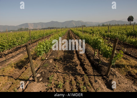 Chile Wein Land Weinberge am Undurraga Weingut Vina Undurraga in der Nähe von Santiago Stockfoto