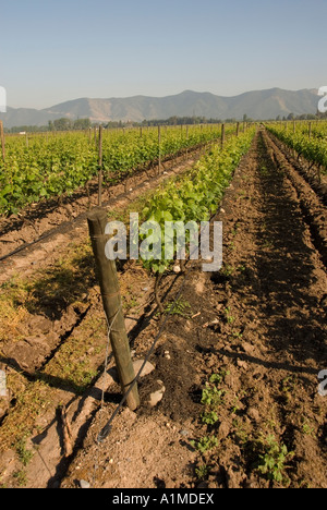 Chile Wein Land Weinberg am Undurraga Weingut Vina Undurraga in der Nähe von Santiago Stockfoto