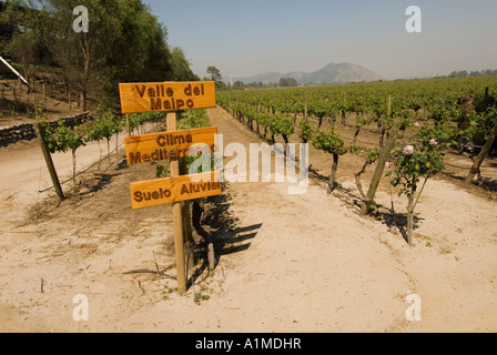 Chile Wein Land Weinberge bei Concha y Toro Weingut Vina Concha y Toro in der Nähe von Santiago Stockfoto