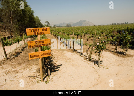 Chile Wein Land Weingut Concha y Toro Weingut Vina Concha y Toro in der Nähe von Santiago Stockfoto