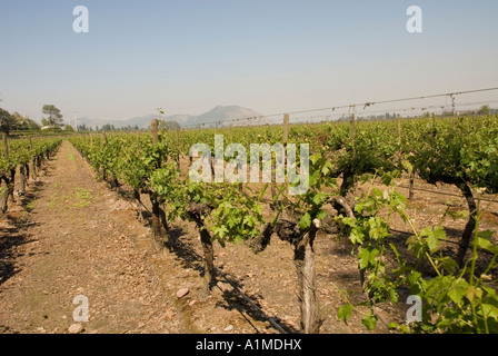 Chile Wein Land Weingut Concha y Toro Weingut Vina Concha y Toro in der Nähe von Santiago Stockfoto