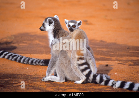 Weibliche ringtailed Lemur mit Kind klammerte sich an ihren Rücken an Berenty Reserve Madagaskar Stockfoto