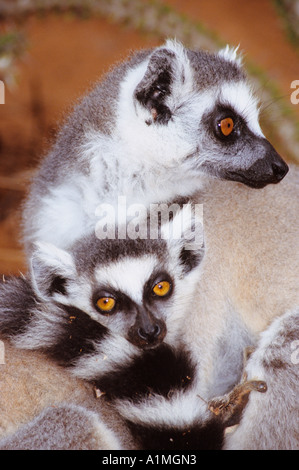 Weibliche ringtailed Lemur mit Junggebliebene Berenty Reserve Madagaskar Stockfoto