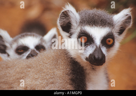 Weibliche ringtailed Lemur mit Kleinkind im Berenty Reserve Madagaskar Stockfoto