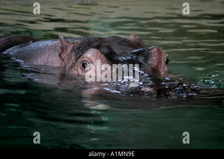 Nilpferd, Nilpferd amphibische; Auch genannt: Hippo Stockfoto