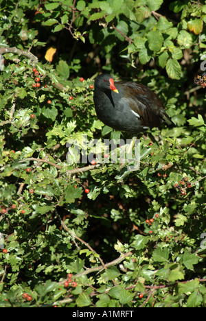 Teichhuhn (Gallinula Chloropus) in einen Weißdorn (Crataegus Monogyna) Stockfoto