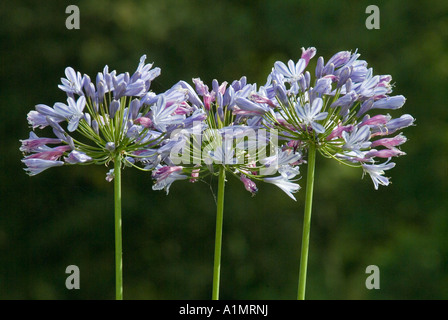 Agapanthus "Schmucklilie" Stockfoto