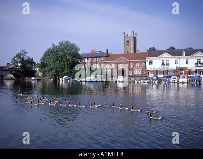 Henley On Thames am Wasser Ansichten mit am Flussufer Bauten Kirche, Turm und Kanadagänse Stockfoto