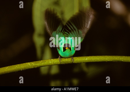 GRÜNE KLEIDERVOGEL (Chlorophanes Spiza) Karibik Trinidad Asa Wright Reserve Stockfoto