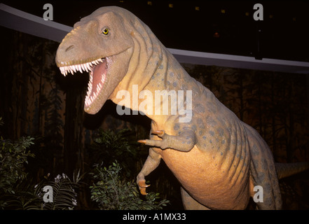 Dinosaurier Rekonstruktion von Albertosaurus Kreidezeit Stockfoto