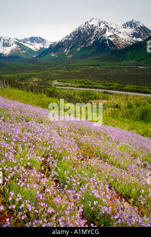 Wildblumen blühen entlang den Seward Highway Kenai-Halbinsel Chugach National Forest Alaska Stockfoto
