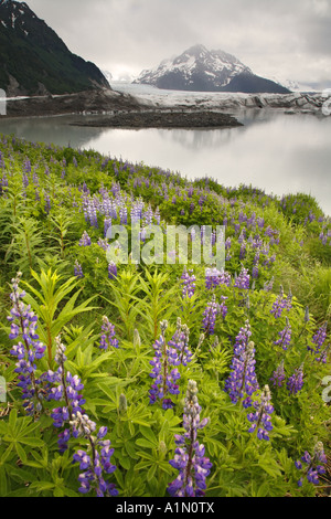 Sheridan Gletscher Cordova Chugach National Forest Alaska Stockfoto