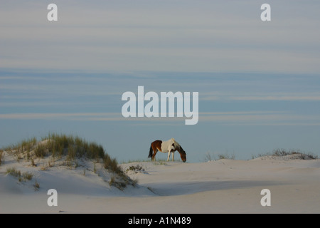 Assateague Island in Maryland und es s südliche Hälfte Chincoteague Island in Virginia ist eine Sperre Insel an der Atlantikküste, ist die Heimat von mehreren beliebten Parks und ein National Wildlife Refuge es den meisten gut bekannt ist s wilden Ponys Stockfoto