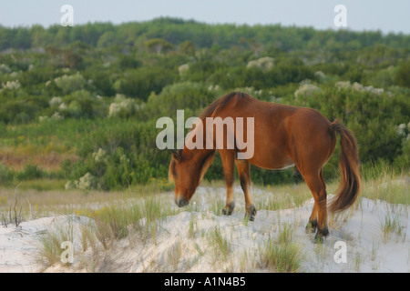 Assateague Island in Maryland und es s südliche Hälfte Chincoteague Island in Virginia ist eine Sperre Insel an der Atlantikküste, ist die Heimat von mehreren beliebten Parks und ein National Wildlife Refuge es den meisten gut bekannt ist s wilden Ponys Stockfoto