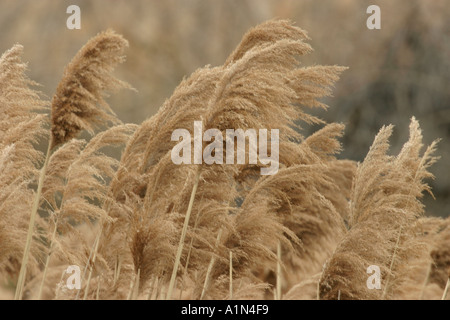 Phragmites verschiedene mehrjährige Schilf der Gattung phragmites im Gras Familie fand weltweit in Sümpfen und Feuchtgebieten und in Stämmen bis zu fast 6 Meter 20 Meter lang Stockfoto