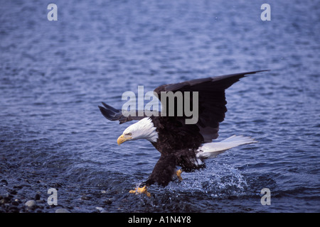 Weißkopfseeadler Haliaeetus Leucocephalus Landung auf einem Strand Kachemak Bay Yunan Alaska Stockfoto