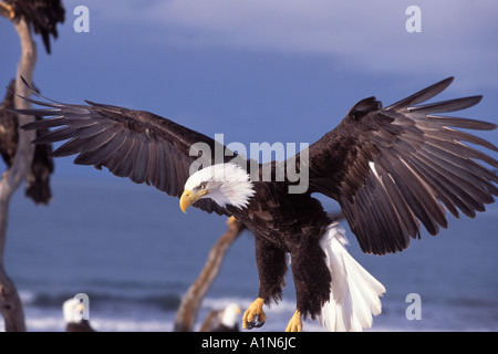 Weißkopfseeadler Haliaeetus Leucocephalus Landung auf einem Strand Kachemak Bay Yunan Alaska Stockfoto