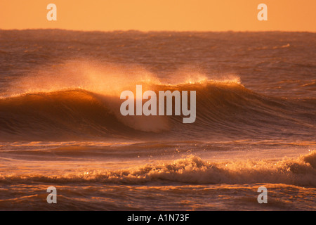 Assateague Island in Maryland und es s südliche Hälfte Chincoteague Island in Virginia ist eine Sperre Insel an der Atlantikküste, ist die Heimat von mehreren beliebten Parks und ein National Wildlife Refuge Stockfoto