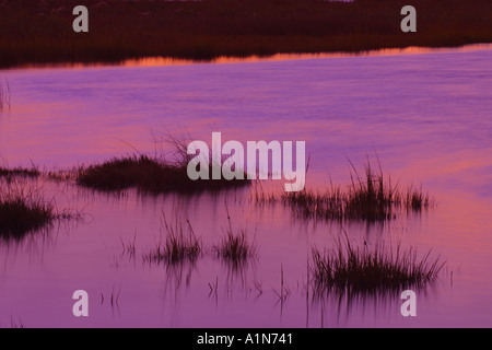 Assateague Island in Maryland und es s südliche Hälfte Chincoteague Island in Virginia ist eine Sperre Insel an der Atlantikküste, ist die Heimat von mehreren beliebten Parks und ein National Wildlife Refuge Stockfoto