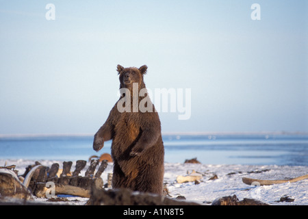 Braunbär Ursus Arctos grizzly Sau steht und Düfte die Luft entlang der arktischen Küste Alaska Arctic National Wildlife Refuge Stockfoto