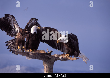 Weißkopfseeadler Haliaeetus Leucocephalus zwei Erwachsene und ein Jugendlicher Anteil Treibholz Barsch Kachemak bay Yunan Alaska Stockfoto