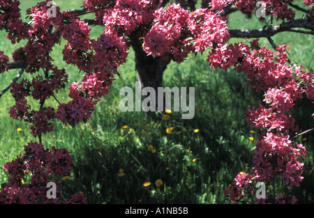 Blüte Crab Apple-Baum in der Höhe von Bloom in New Brunswick, Kanada Stockfoto