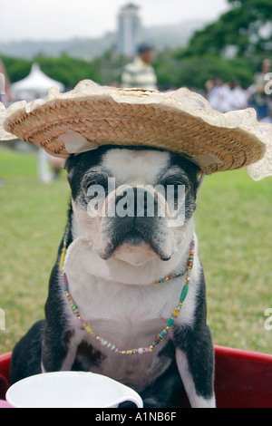 Britische Bulldogge, gekleidet in Abendgarderobe und Hut mit Teetasse Stockfoto