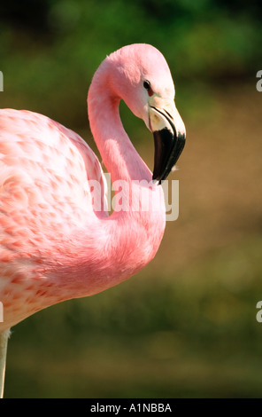 Anden Flamingo Phoenicopterus Andinus bei Slimbridge Wildfowl Trust Stockfoto