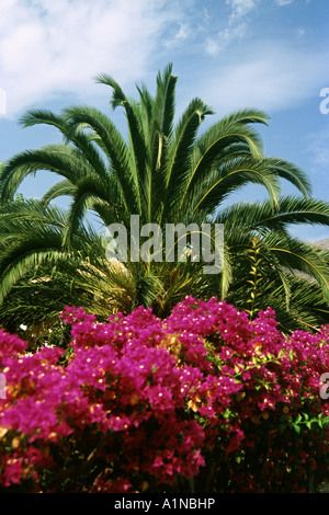 Palme und Bougainvillea, Mallorca, Spanien Stockfoto
