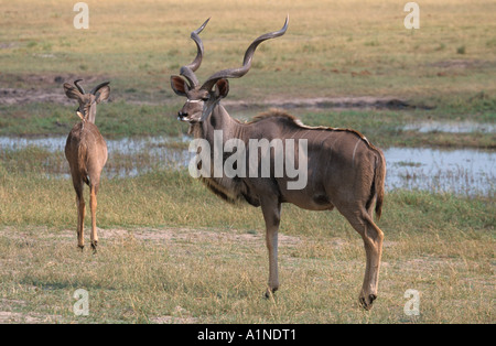 Größere Kudu Tragalaphus strapsticeros Stockfoto