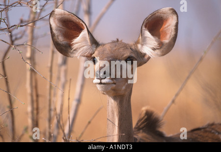 Größere Kudu Tragalaphus strapsticeros Stockfoto