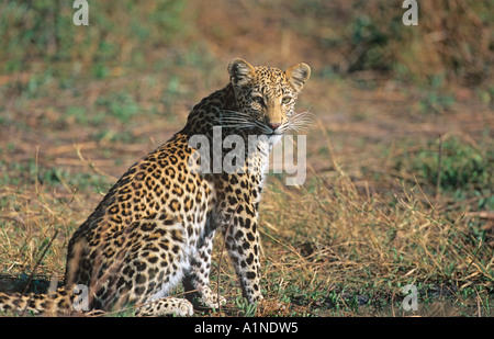 Leopard Pantherus pardus Stockfoto