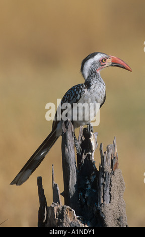 Rot-Billed Hornbill Tockus erythrorhynchus Stockfoto