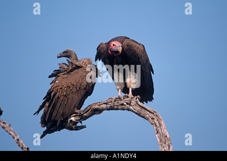 Ruppells Vulture Gyps rupellii & Lappet Faced Vulture Stockfoto