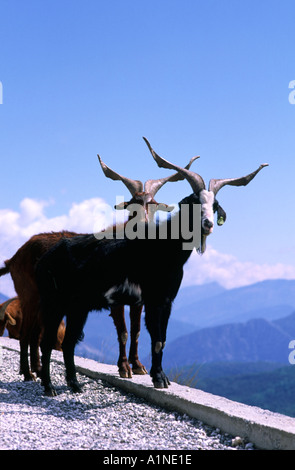 Bergziegen mit Blick auf den Canyon du Verdon In der Provence Frankreich Stockfoto