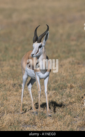 Springbock Antidorcus marsupialis Stockfoto