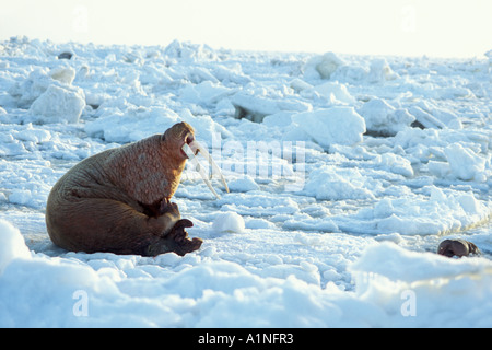 Walross Odobenus Rosmarus Bull auf dem Packeis Beringmeer Alaska Stockfoto