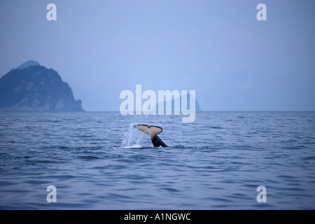 Killerwal im Kenai Fjords National Park im Süden Alaskas Stockfoto