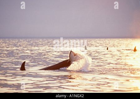 Killerwal Orca Orcinus Orca klatscht seinen Schweif um Fisch Pod in Kenai Fjords Nationalpark Yunan Alaska zu betäuben Stockfoto