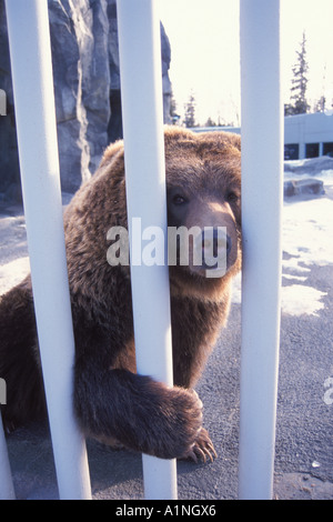 Braunbär Ursus Arctos Grizzly Bär Ursus Horribils im Zoo von Anchorage Alaska Stockfoto