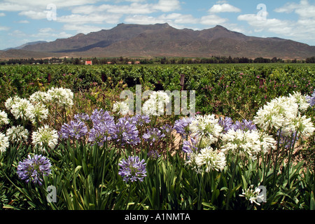 Blaue und weiße Agapanthus umgeben den Weinberg von Graham Beck Weine in Robertson western Cape Südafrika RSA Stockfoto